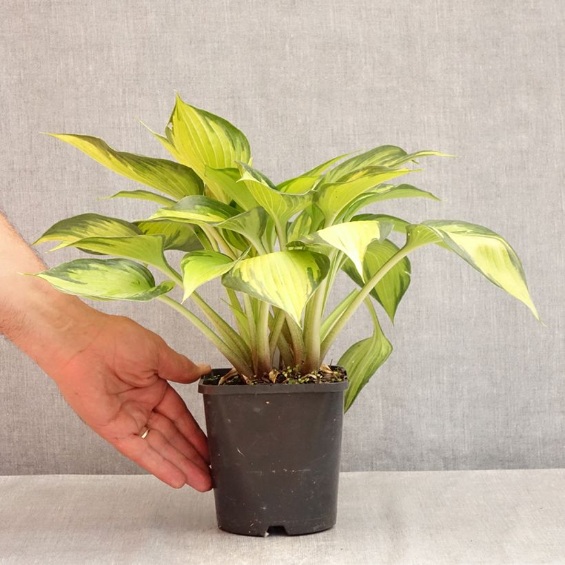 Ejemplar de Hosta Ayesha Maceta 1,5L/2L entregado en verano