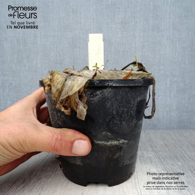 Ejemplar de Hosta Beach Boy Maceta 1,5L/2L entregado en otoño