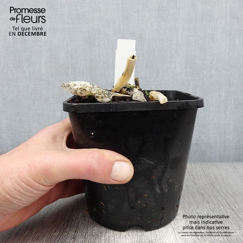 Ejemplar de Hosta Big daddy Maceta 2L/3L entregado en otoño