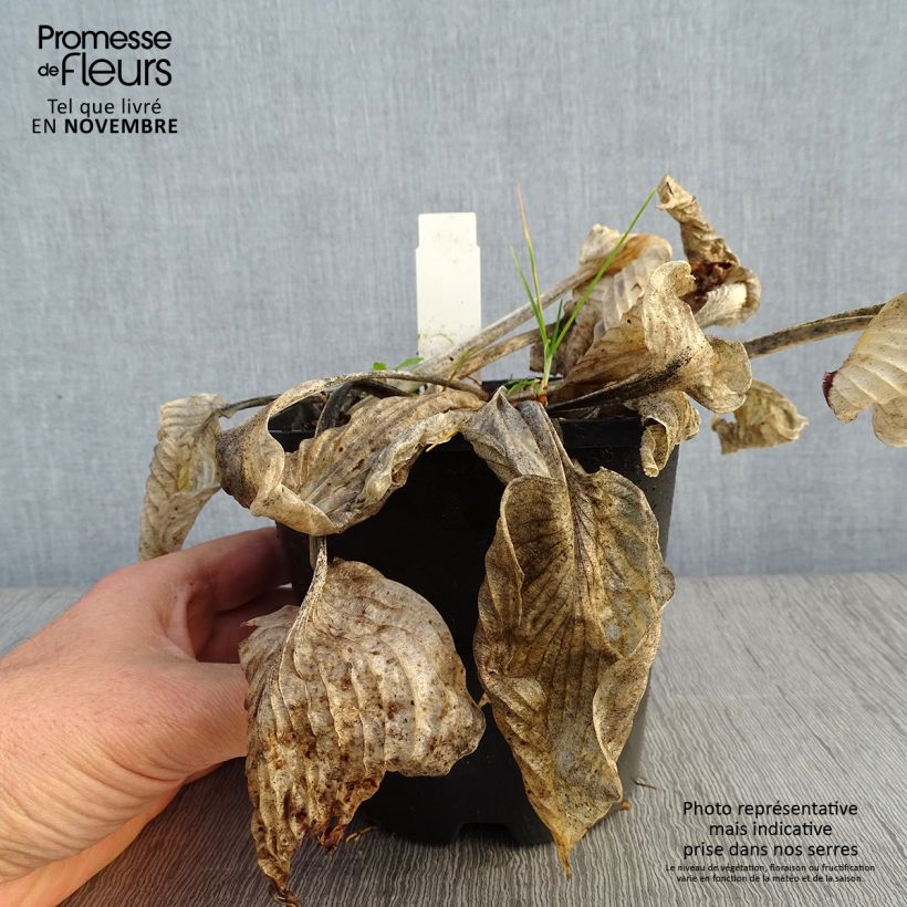 Ejemplar de Hosta Big Mama Maceta 1,5L/2L entregado en otoño