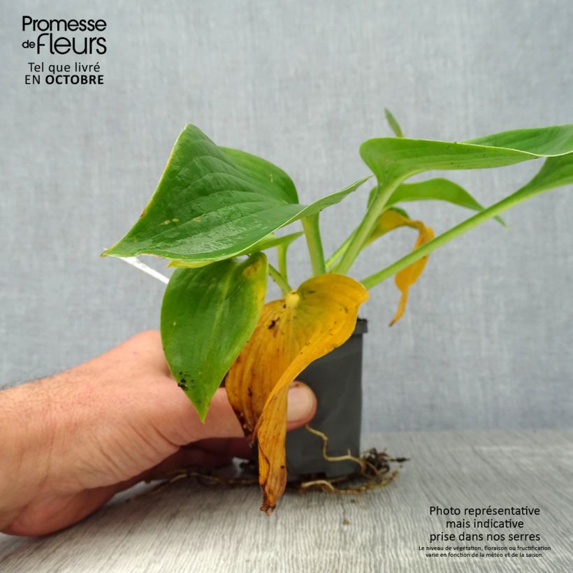 Ejemplar de Hosta Hosta Blue Angel Maceta de 8/9 cm entregado en otoño