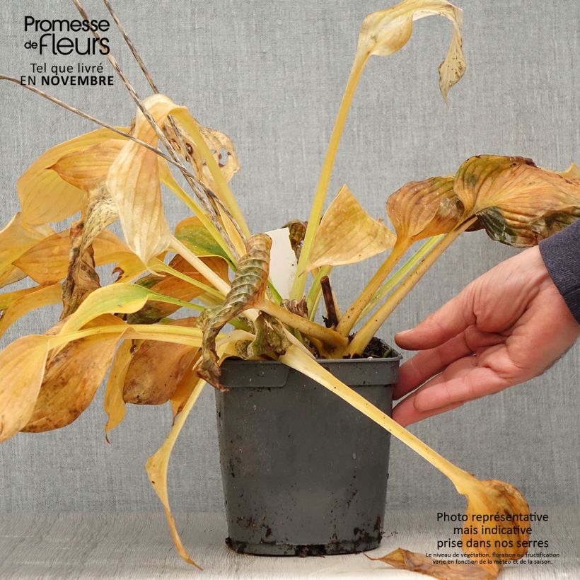 Ejemplar de Hosta Hosta Blue Angel Maceta 1,5L/2L entregado en otoño