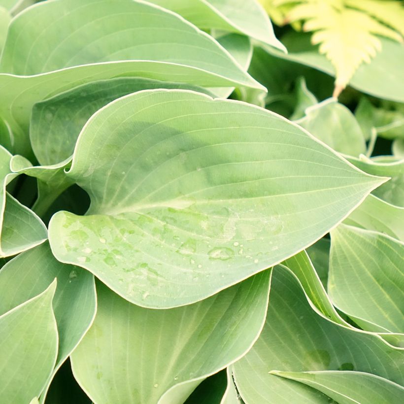 Hosta Hosta Blue Cadet (Follaje)
