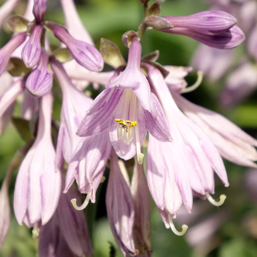 Hosta Hosta Blue Cadet (Floración)