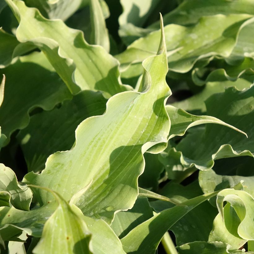Hosta Blue Cascade (Follaje)