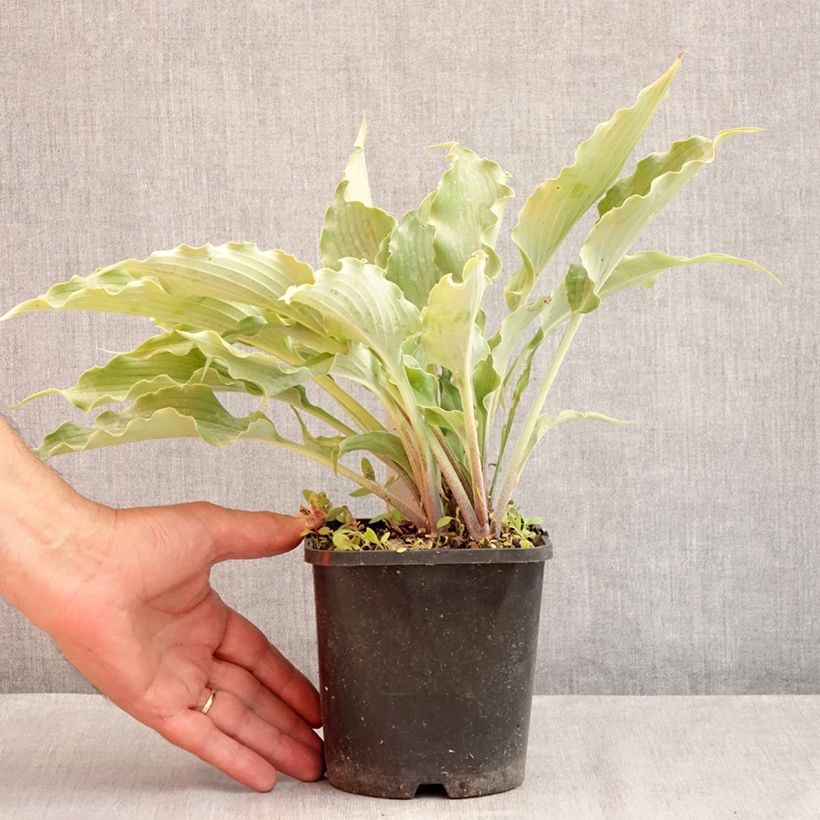 Ejemplar de Hosta Blue Cascade Maceta 1,5L/2L entregado en verano