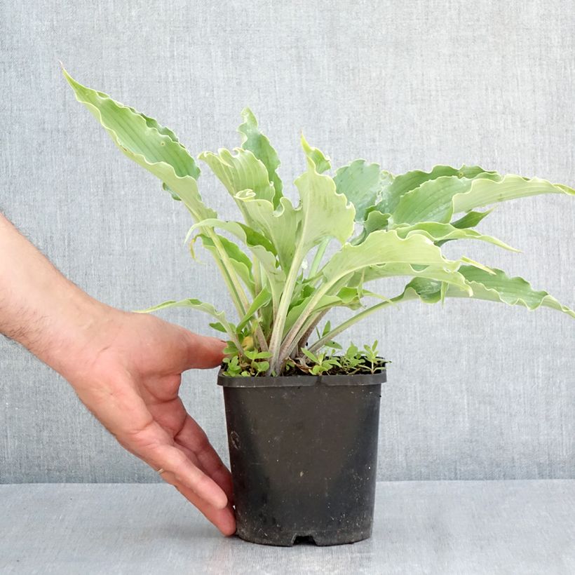 Hosta Blue Cascade - Pot de 1,5L/2L Ejemplar entregado en la primavera