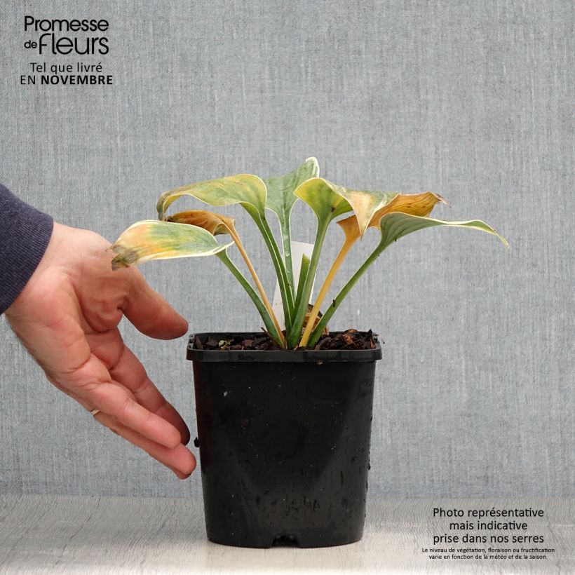 Ejemplar de Hosta Blue Flame Maceta 1,5L/2L entregado en otoño