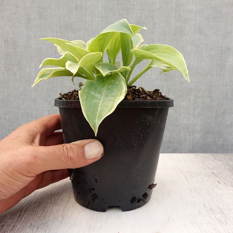 Ejemplar de Hosta Blue Flame Maceta 1,5L/2L entregado en verano