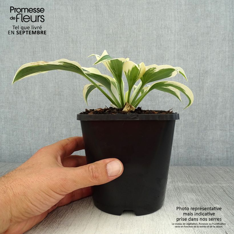 Ejemplar de Hosta tardiana Blue Ivory Maceta 1,5L/2L entregado en verano