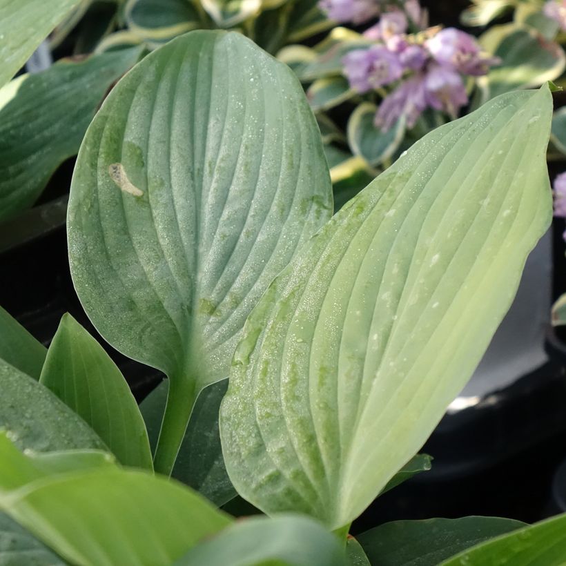 Hosta Blue Mammoth (Follaje)