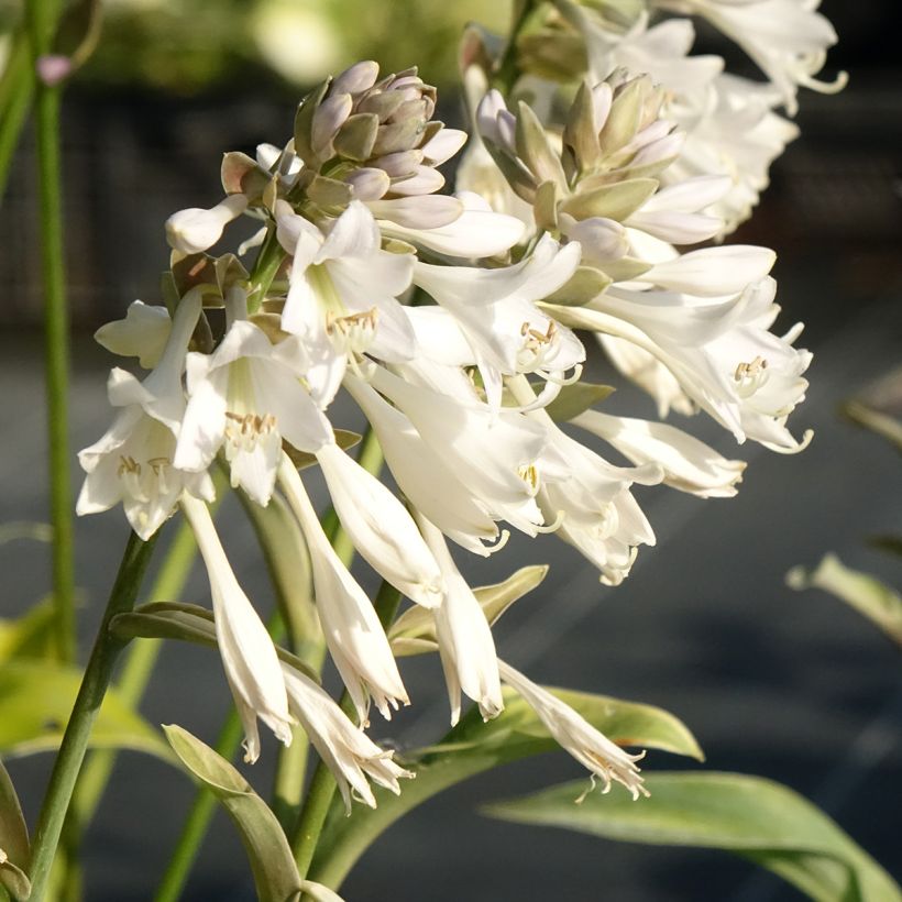 Hosta Blue Mammoth (Floración)