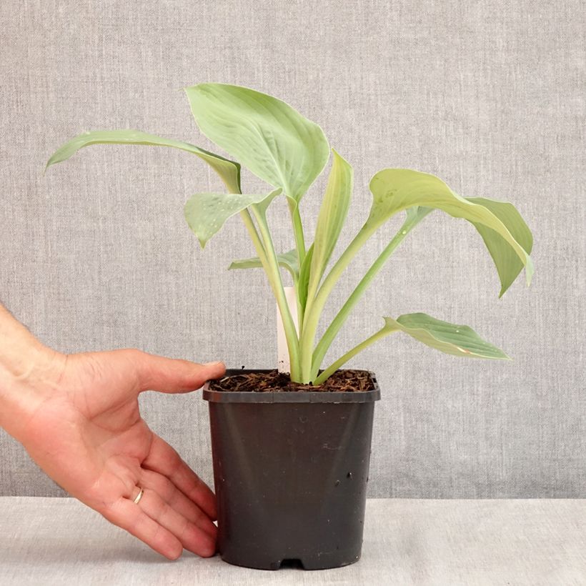 Ejemplar de Hosta Blue Mammoth Maceta 1,5L/2L entregado en verano