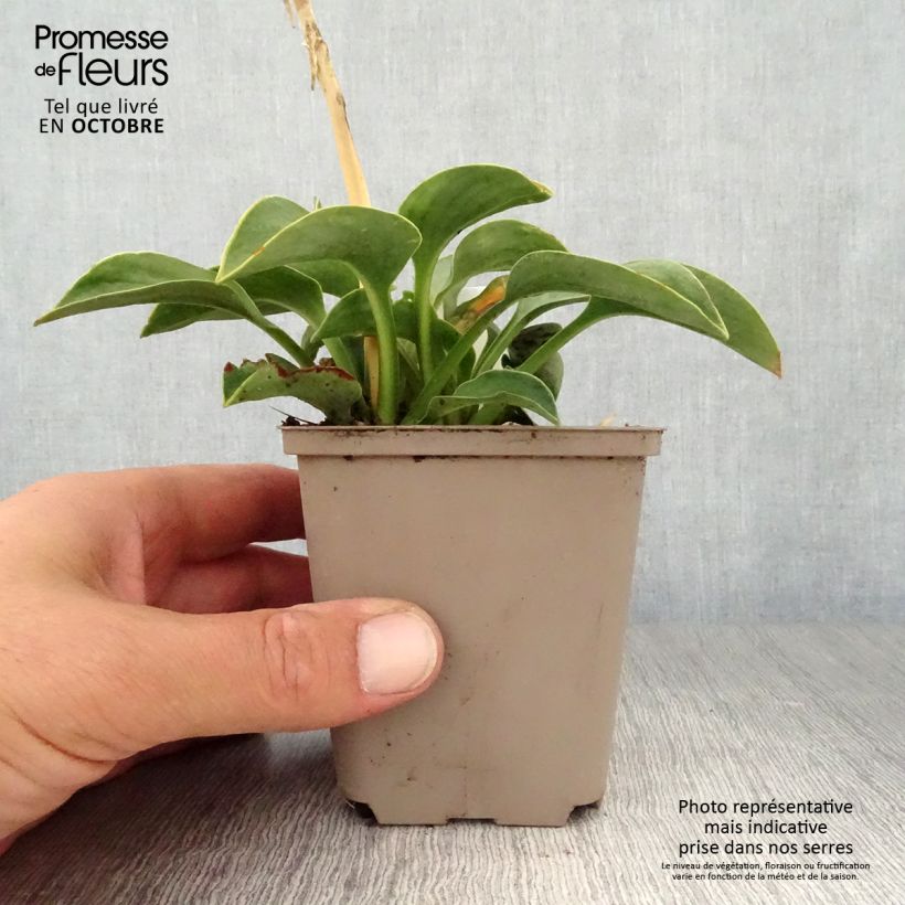 Ejemplar de Hosta Blue Mouse Ears Maceta de 8/9 cm entregado en otoño