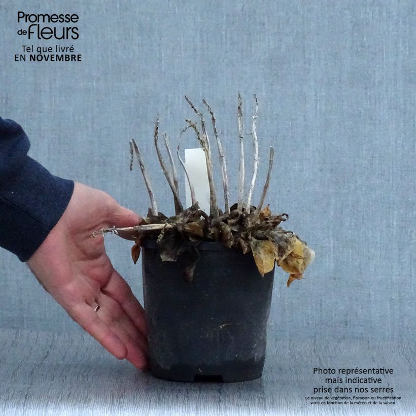 Ejemplar de Hosta Blue Mouse Ears Maceta 1,5L/2L entregado en otoño