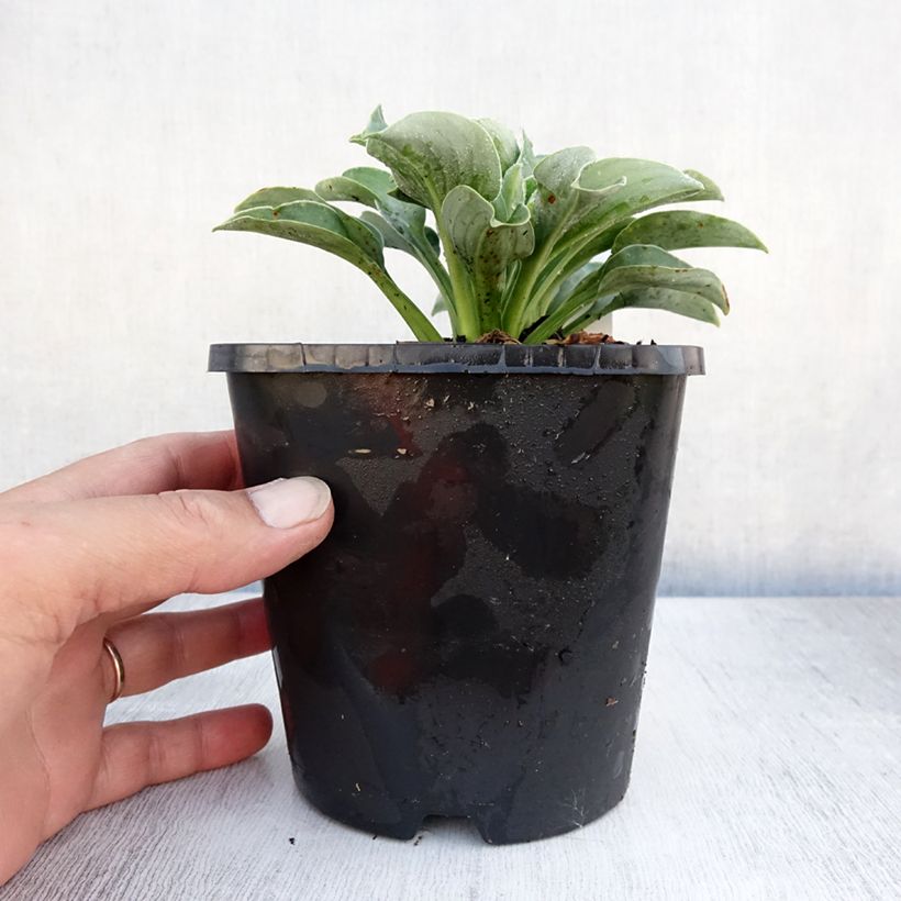 Ejemplar de Hosta Blue Mouse Ears - Hosta bleu miniature Pot de 1.5L/2L entregado en verano