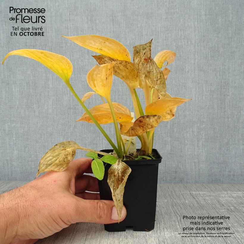 Ejemplar de Hosta Blue Umbrellas Maceta de 8/9 cm entregado en otoño