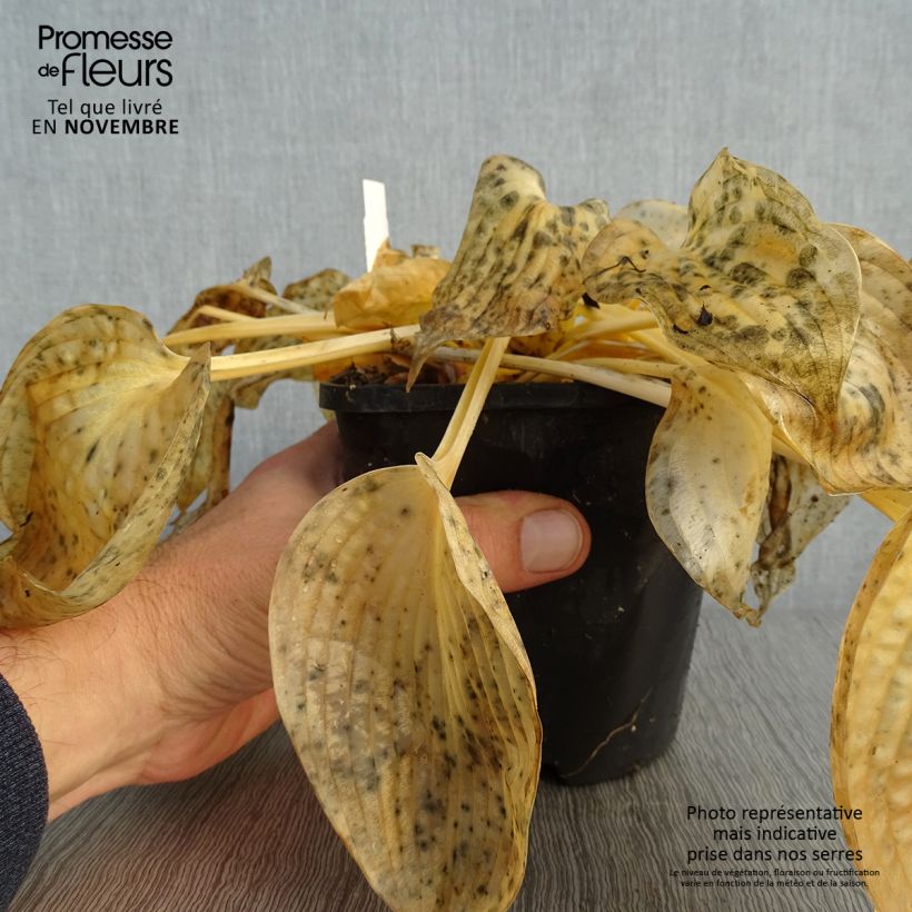 Ejemplar de Hosta Blue Vision Maceta 1,5L/2L entregado en otoño