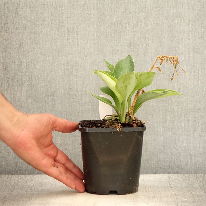 Ejemplar de Hosta Blue Vision Pot de 1,5L/2L entregado en verano
