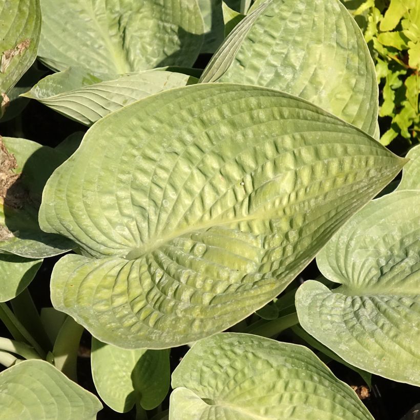 Hosta Blue Vision (Follaje)