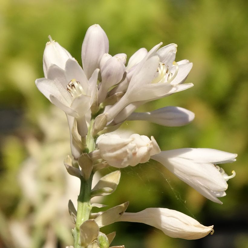 Hosta Blue Vision (Floración)