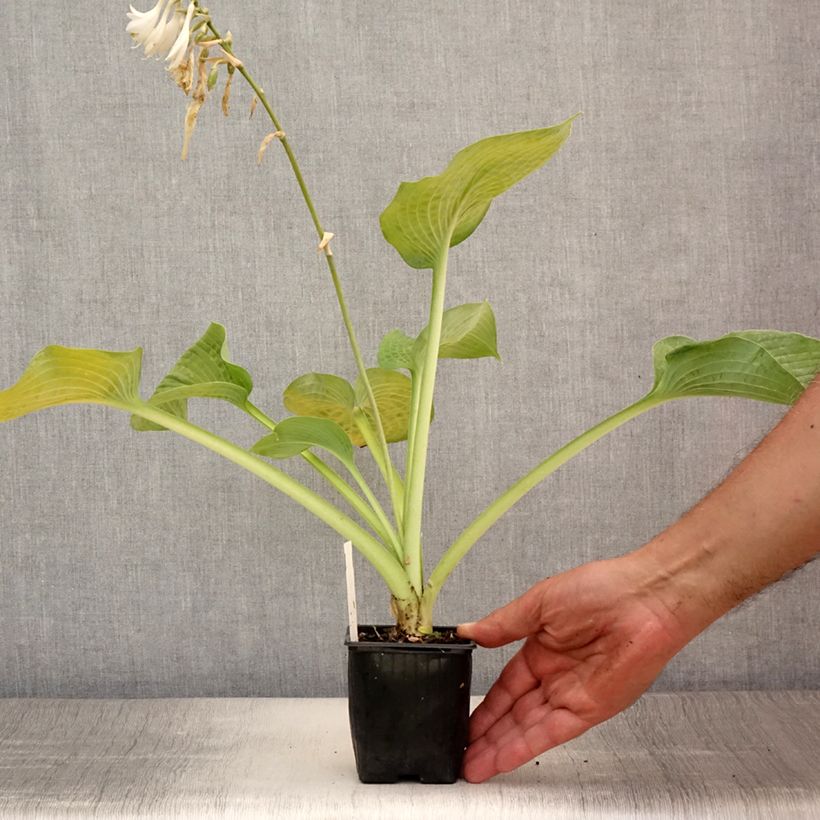 Ejemplar de Hosta Bressingham Blue Maceta de 8/9 cm entregado en verano