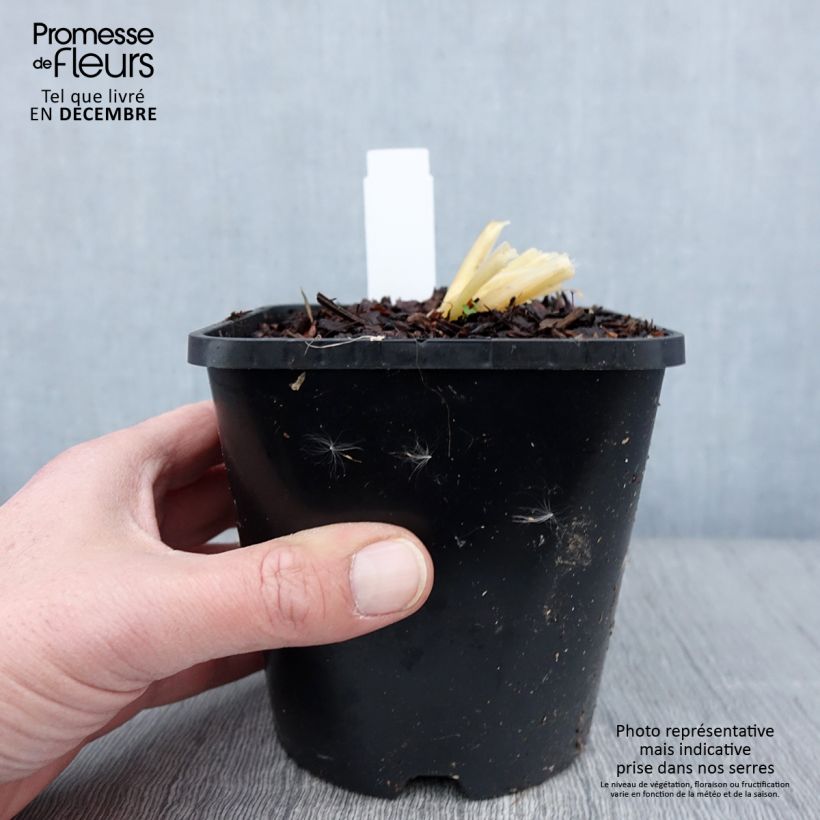 Ejemplar de Hosta Bridal Falls Maceta 1,5L/2L entregado en otoño