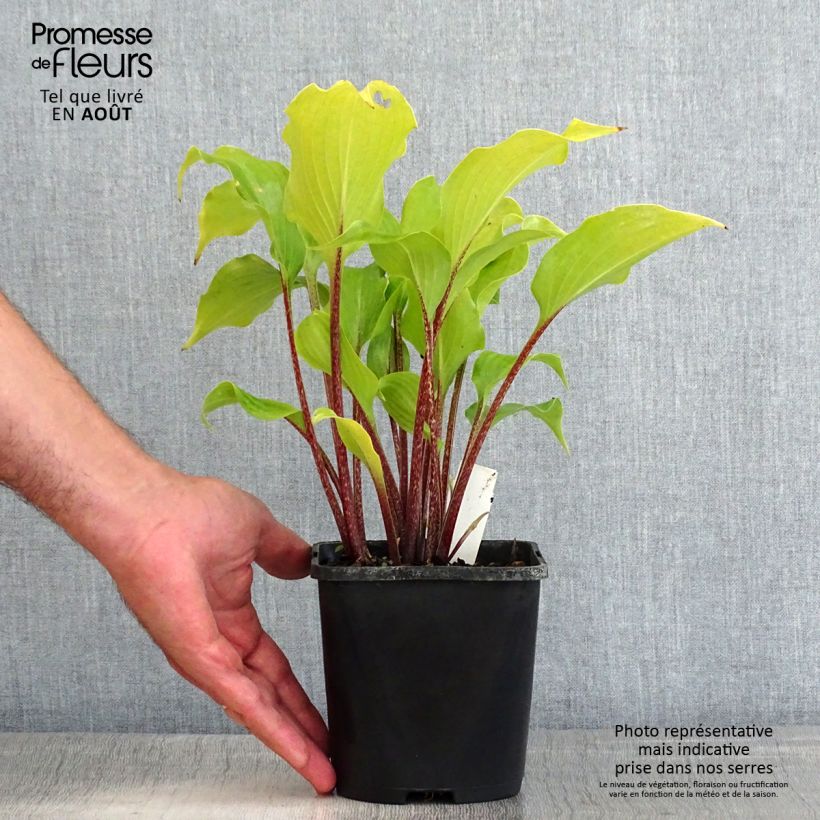 Ejemplar de Hosta Broad Street Maceta 1,5L/2L entregado en verano