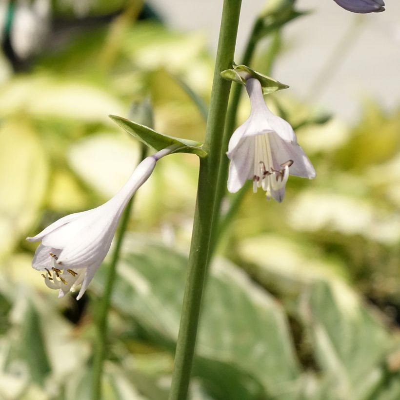Hosta Broadway (Floración)