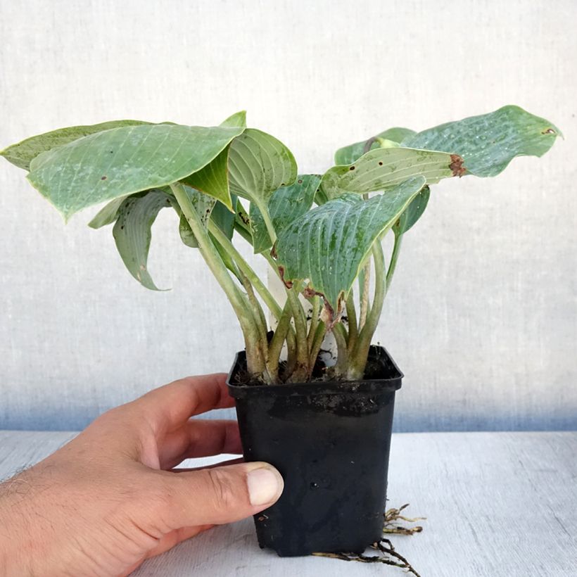 Ejemplar de Hosta Canadian Blue Godet de 8/9 cm entregado en verano