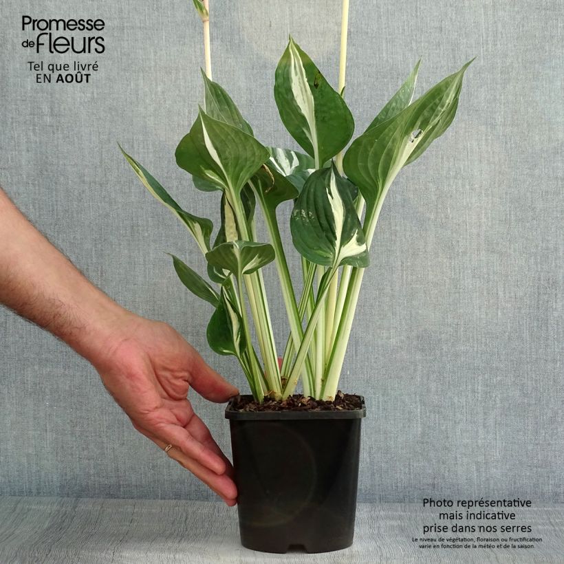 Ejemplar de Hosta Clifford's Stingray - pot de 1.5L/2L entregado en verano