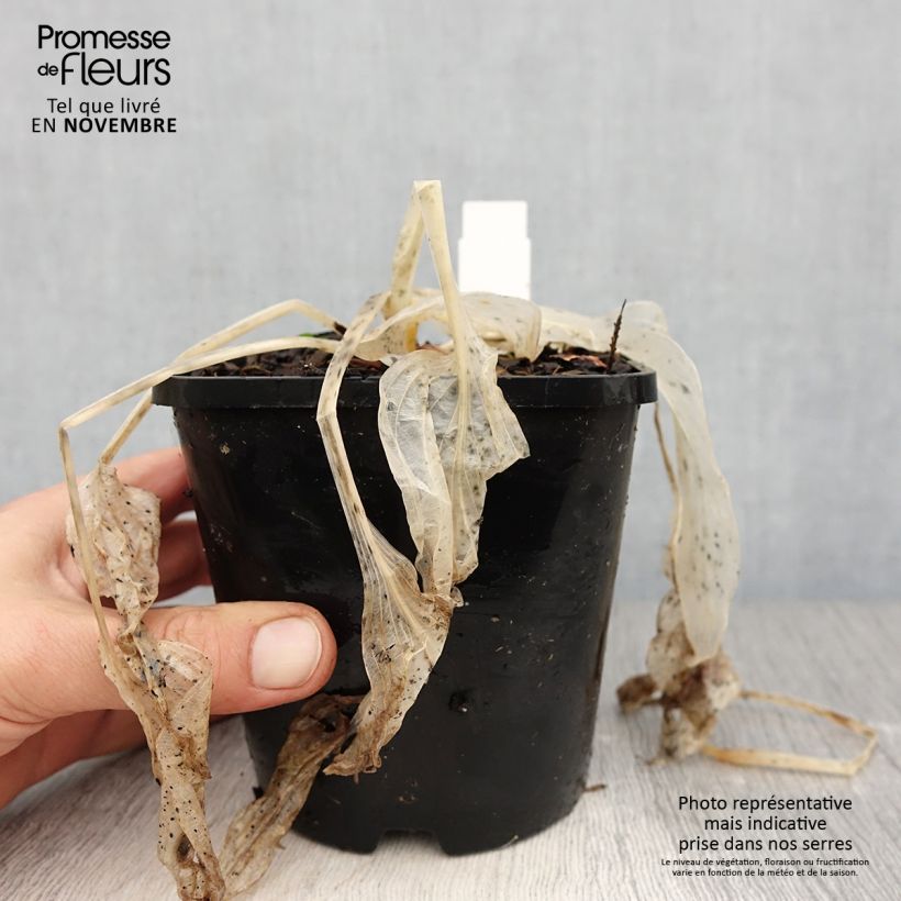 Ejemplar de Hosta Coast to Coast Maceta 1,5L/2L entregado en otoño