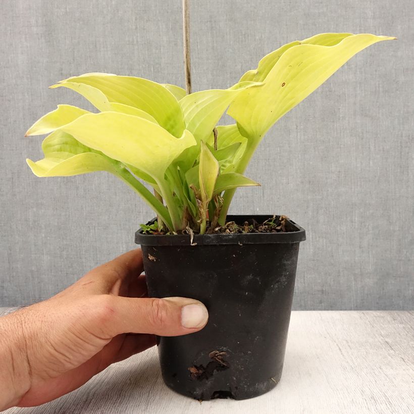 Ejemplar de Hosta Coast to Coast  Pot de 1,5L/2L entregado en verano