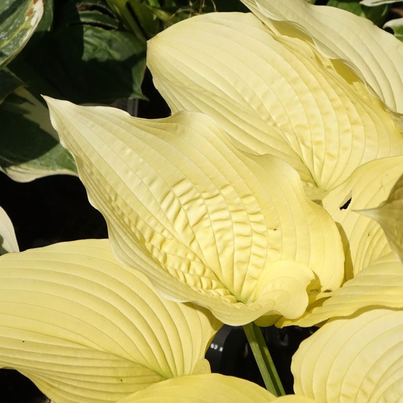 Hosta Coast to Coast (Follaje)