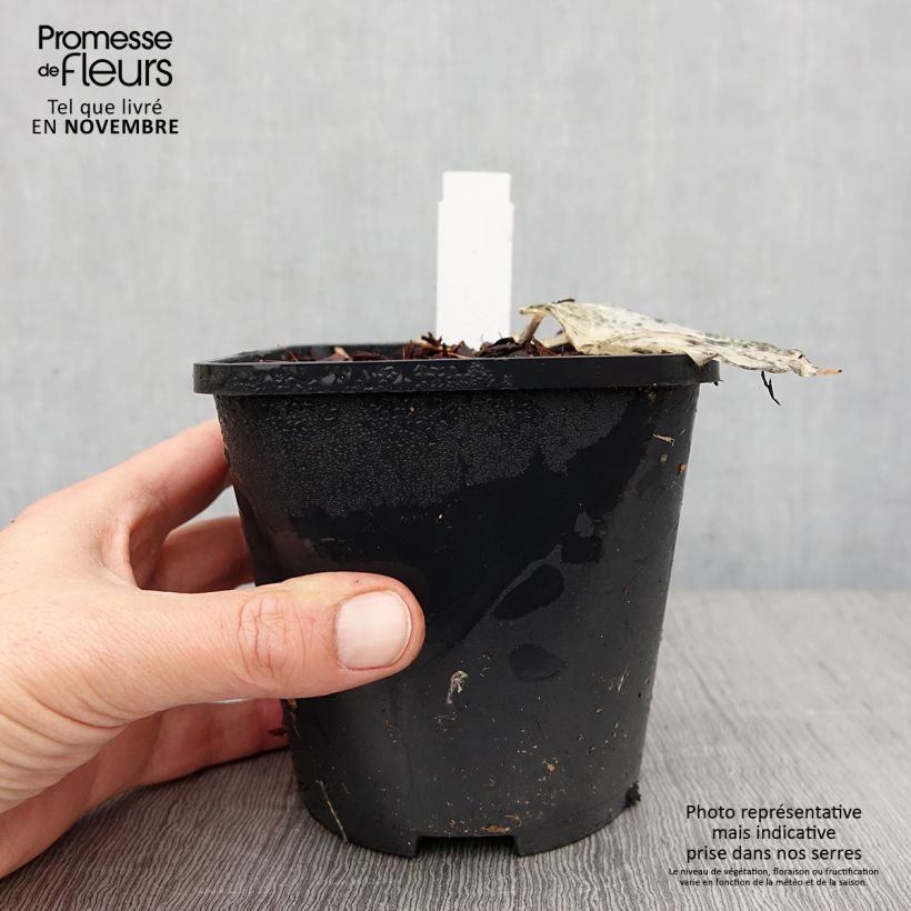 Ejemplar de Hosta Color Festival Maceta 1,5L/2L entregado en otoño