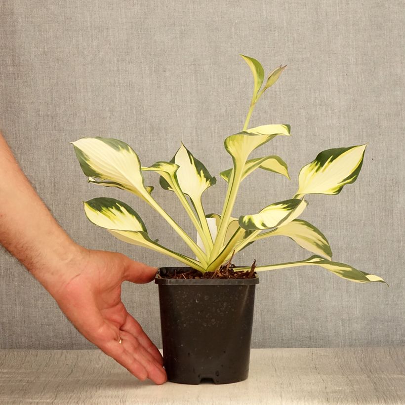 Ejemplar de Hosta Color Festival Pot de 1,5L/2L entregado en verano