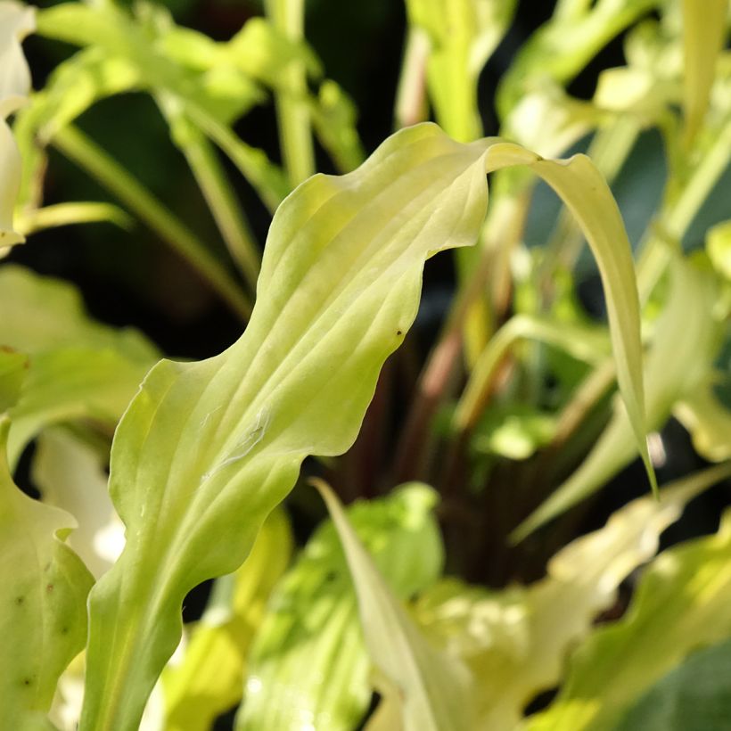 Hosta Curly Fries (Follaje)