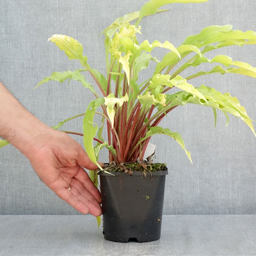 Hosta Curly Fries - Pot de 1,5L/2L Ejemplar entregado en la primavera