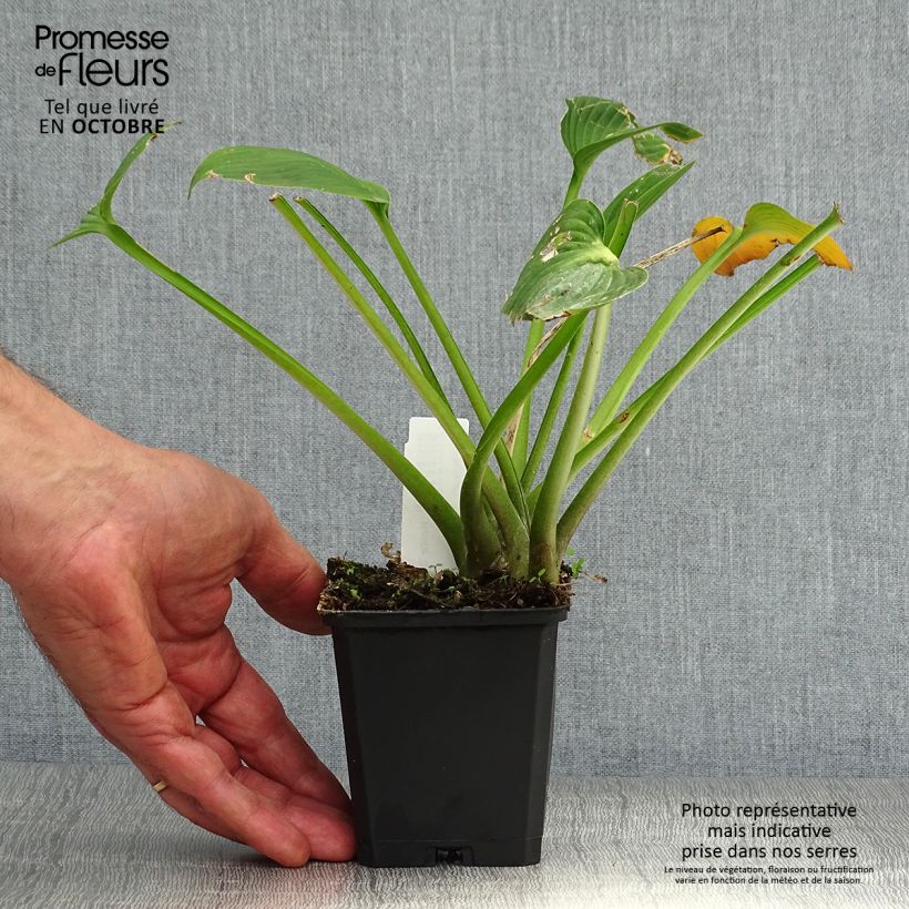 Ejemplar de Hosta Devon Green Maceta de 8/9 cm entregado en otoño