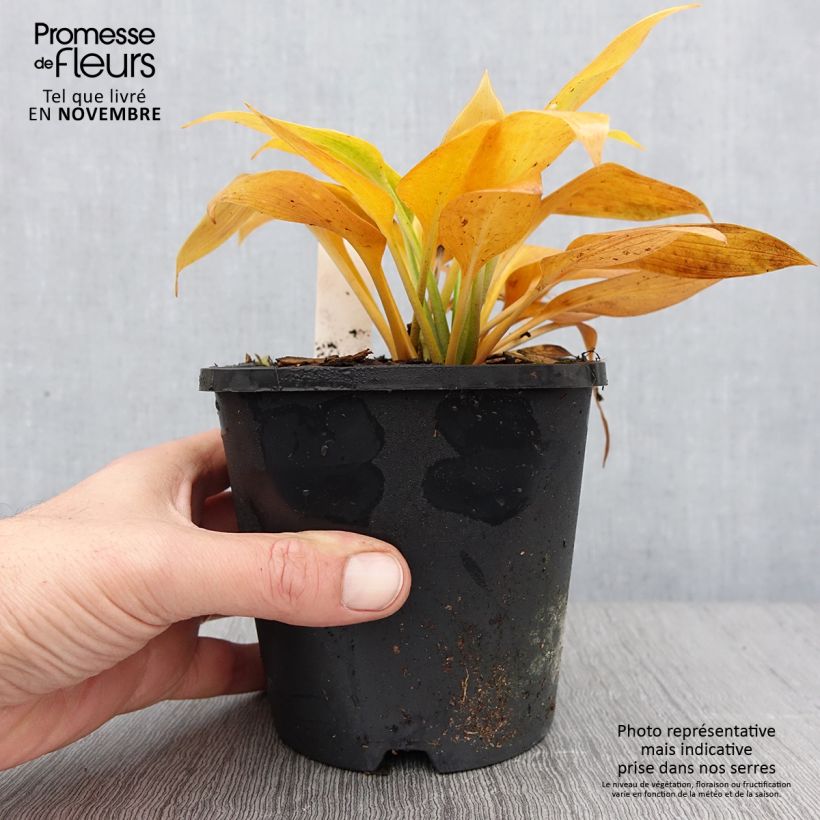 Ejemplar de Hosta Devon Green Maceta 1,5L/2L entregado en otoño