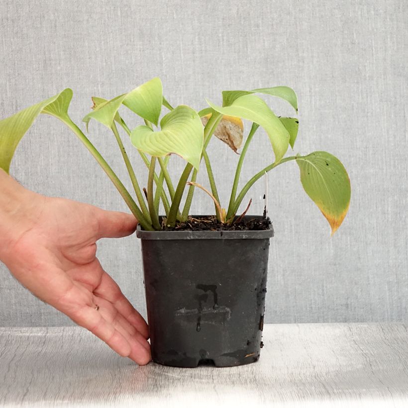 Ejemplar de Hosta Devon Green Pot de 1,5L/2L entregado en verano