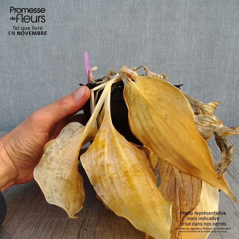 Ejemplar de Hosta Diamond Lake Maceta 1,5L/2L entregado en otoño