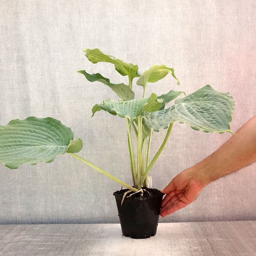 Ejemplar de Hosta Diamond Lake Pot de 1,5L/2L entregado en verano