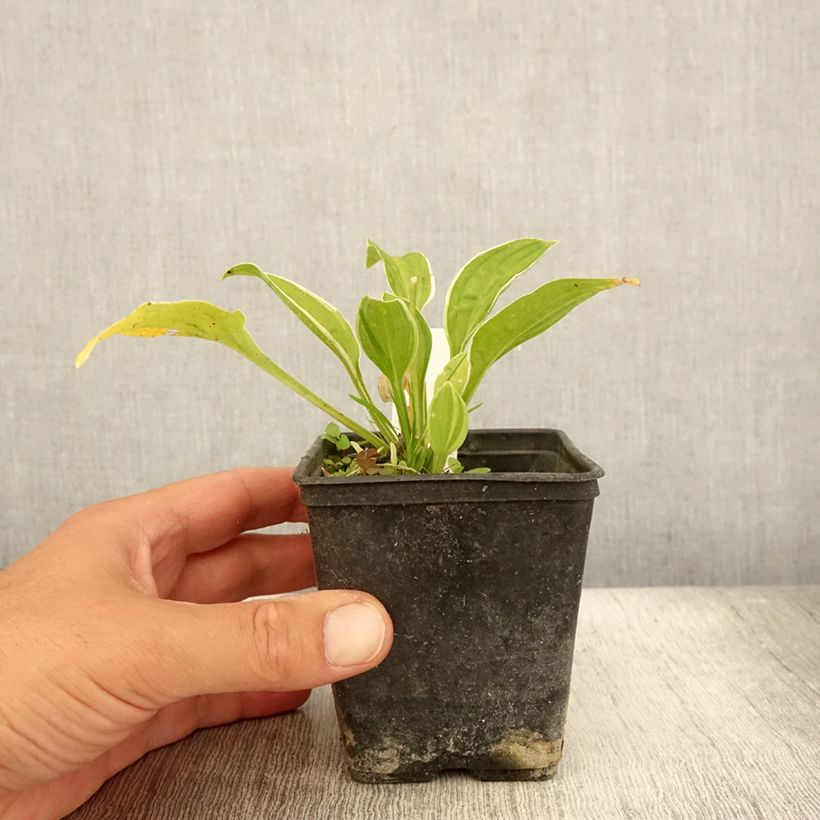 Ejemplar de Hosta Diamond Tiara Godet de 9cm entregado en verano