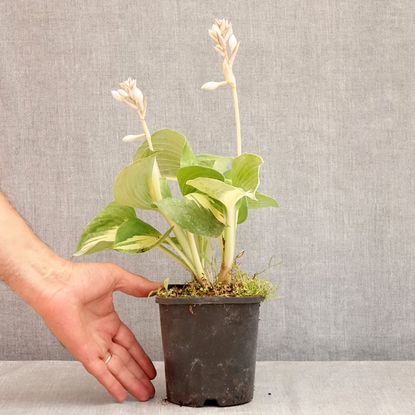 Ejemplar de Hosta Dream Queen Maceta 1,5L/2L entregado en verano