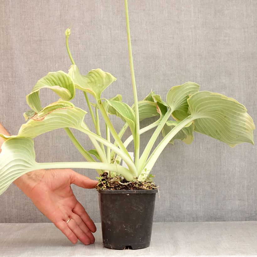 Ejemplar de Hosta Earth Angel Maceta 1,5L/2L entregado en verano