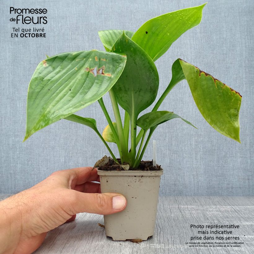 Ejemplar de Hosta Empress Wu Maceta de 8/9 cm entregado en otoño