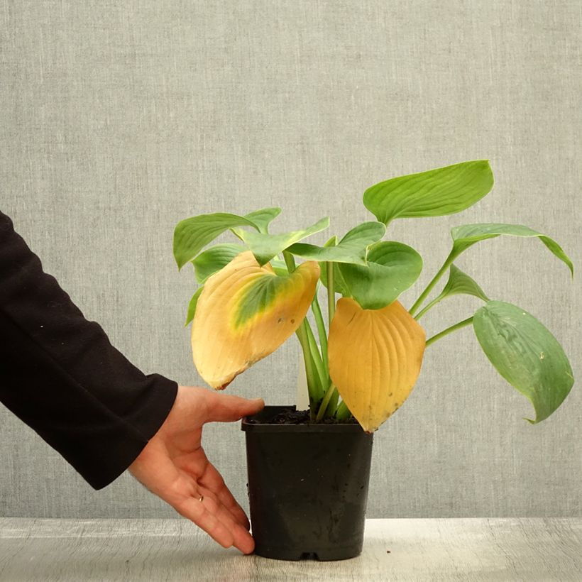 Ejemplar de Hosta Empress Wu Maceta 1,5L/2L entregado en otoño