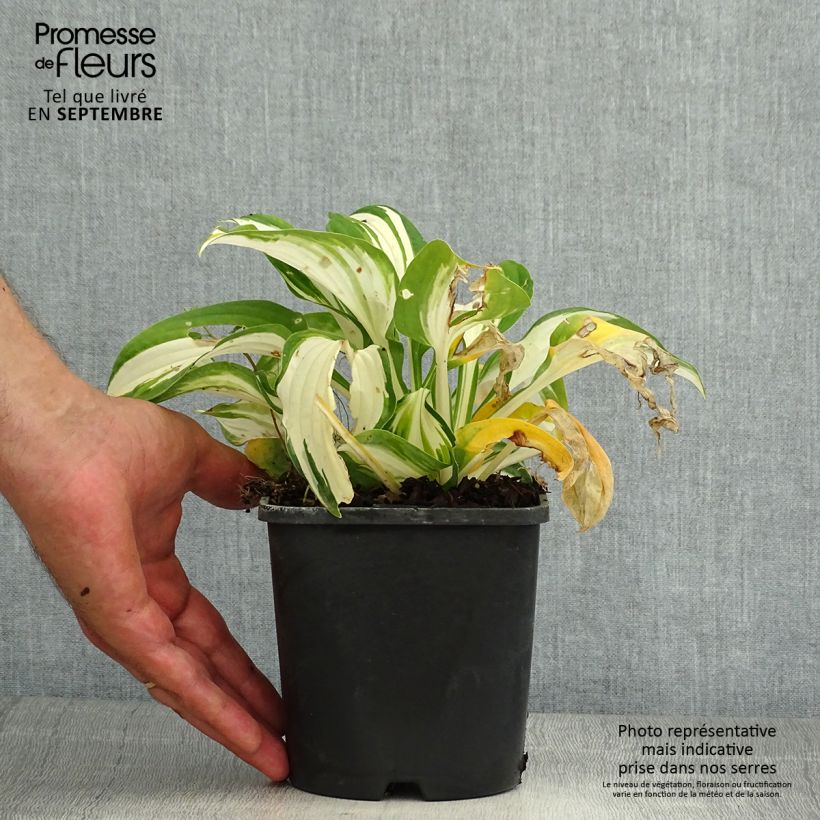 Ejemplar de Hosta Enterprise Pot de 1,5L/2L entregado en verano