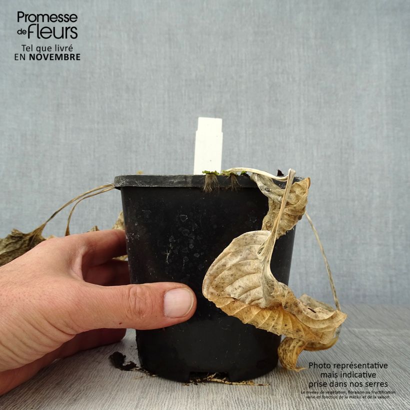 Ejemplar de Hosta Eye Catcher Maceta 1,5L/2L entregado en otoño
